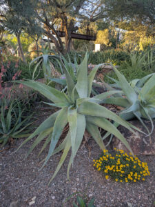images from Desert Botanical Garden -Nov 2025