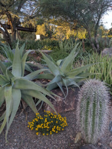 images from Desert Botanical Garden -Nov 2025