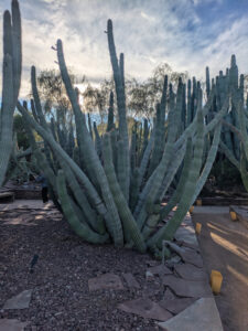 images from Desert Botanical Garden -Nov 2025