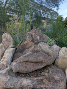 images from Desert Botanical Garden -Nov 2025