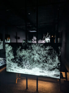 images from Desert Botanical Garden -Nov 2025