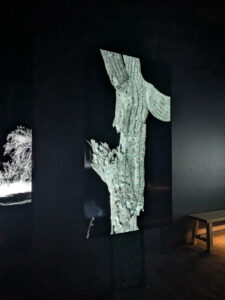 images from Desert Botanical Garden -Nov 2025