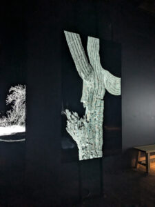 images from Desert Botanical Garden -Nov 2025