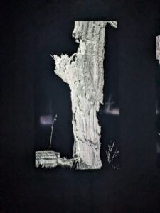 images from Desert Botanical Garden -Nov 2025