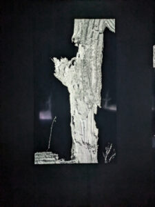 images from Desert Botanical Garden -Nov 2025