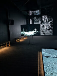 images from Desert Botanical Garden -Nov 2025