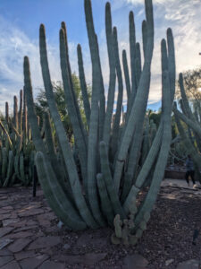 images from Desert Botanical Garden -Nov 2025