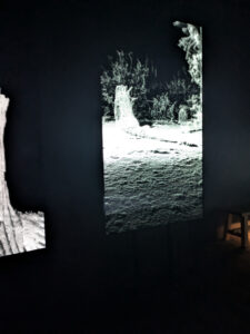 images from Desert Botanical Garden -Nov 2025