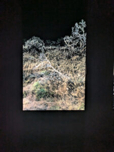 images from Desert Botanical Garden -Nov 2025