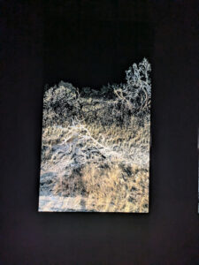 images from Desert Botanical Garden -Nov 2025