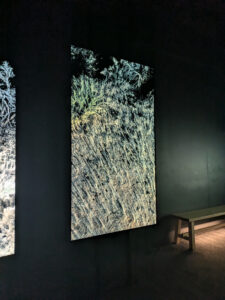 images from Desert Botanical Garden -Nov 2025