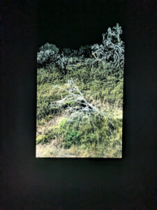 images from Desert Botanical Garden -Nov 2025