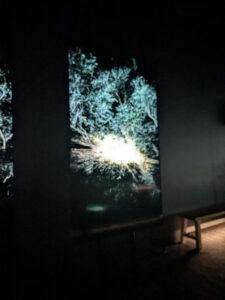 images from Desert Botanical Garden -Nov 2025