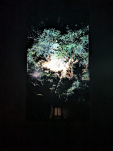 images from Desert Botanical Garden -Nov 2025