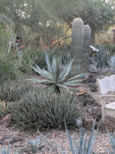 images from Desert Botanical Garden -Nov 2025