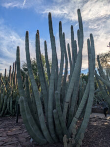 images from Desert Botanical Garden -Nov 2025