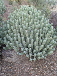 images from Desert Botanical Garden -Nov 2025