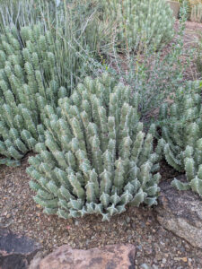 images from Desert Botanical Garden -Nov 2025