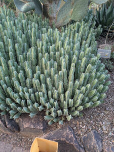 images from Desert Botanical Garden -Nov 2025