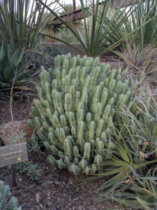 images from Desert Botanical Garden -Nov 2025