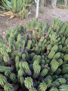 images from Desert Botanical Garden -Nov 2025