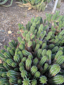 images from Desert Botanical Garden -Nov 2025