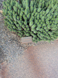 images from Desert Botanical Garden -Nov 2025