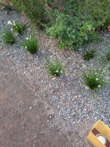 images from Desert Botanical Garden -Nov 2025