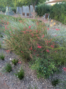 images from Desert Botanical Garden -Nov 2025