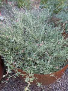 images from Desert Botanical Garden -Nov 2025