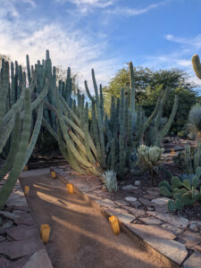 images from Desert Botanical Garden -Nov 2025