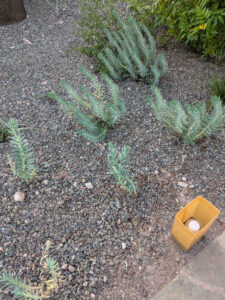 images from Desert Botanical Garden -Nov 2025