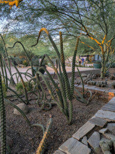 images from Desert Botanical Garden -Nov 2025