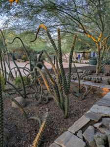 images from Desert Botanical Garden -Nov 2025
