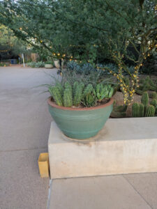 images from Desert Botanical Garden -Nov 2025