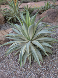 images from Desert Botanical Garden -Nov 2025