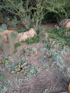 images from Desert Botanical Garden -Nov 2025