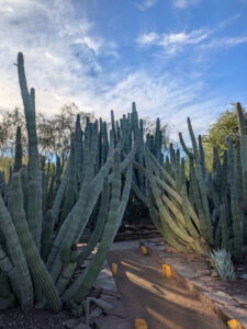 images from Desert Botanical Garden -Nov 2025
