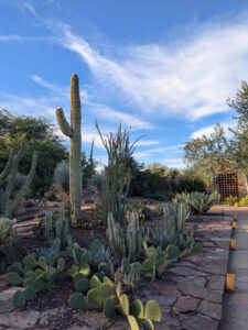 images from Desert Botanical Garden -Nov 2025