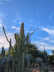 images from Desert Botanical Garden -Nov 2025