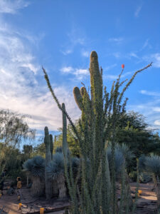 images from Desert Botanical Garden -Nov 2025