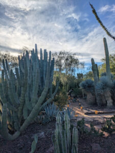 images from Desert Botanical Garden -Nov 2025