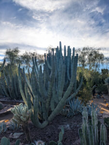 images from Desert Botanical Garden -Nov 2025