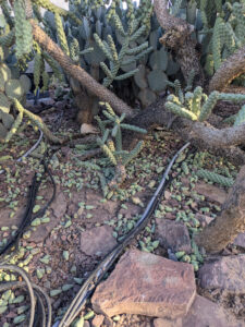 images from Desert Botanical Garden -Nov 2025