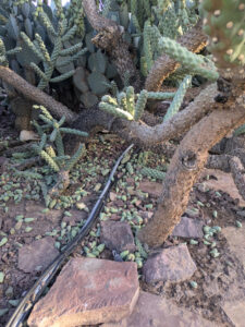 images from Desert Botanical Garden -Nov 2025