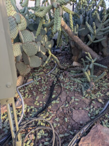 images from Desert Botanical Garden -Nov 2025