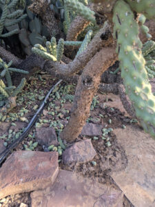 images from Desert Botanical Garden -Nov 2025