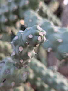 images from Desert Botanical Garden -Nov 2025