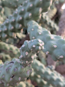 images from Desert Botanical Garden -Nov 2025