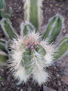 images from Desert Botanical Garden -Nov 2025